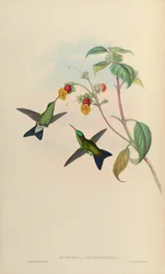 Eucephala chlorocephala =?